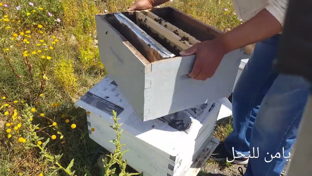 إزالة العاسلة بعد 48 ساعة من ضم خلية نحل  مكذبة  مع خلية نحل بملكة ملقحة .