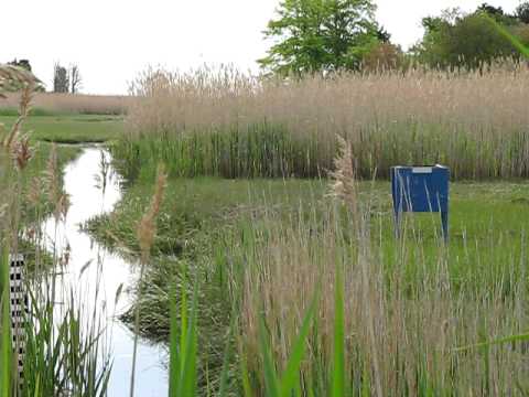 Salt marsh with weird blue box!