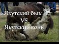 Якутский бык vs Якутский конь