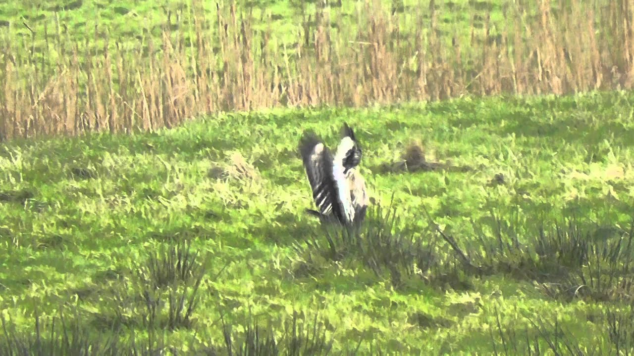 Rough-legged Buzzard, Halvergate Marshes 21st January 2015