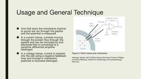 Patch Clamp