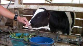 Download Lagu Dairyfarm Kalibaru, 14 november 2009, Java, Indonesie MP3