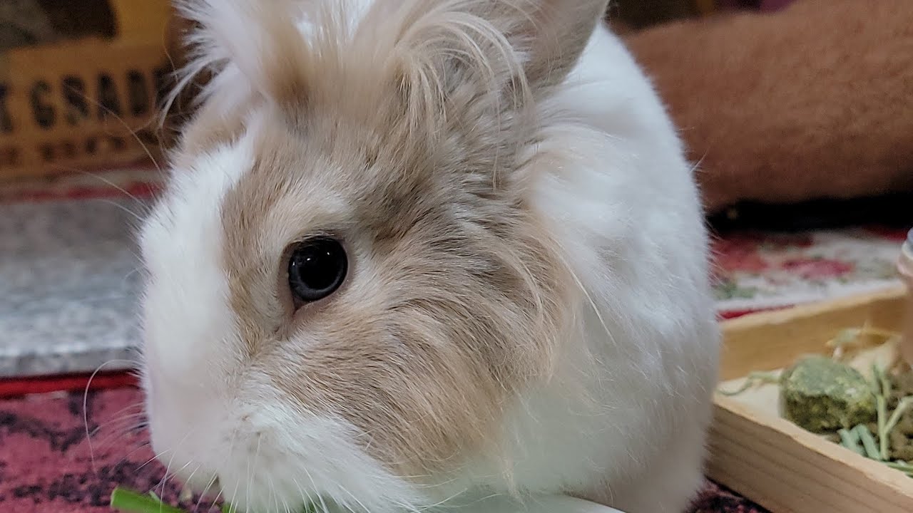 Bunny mofu is live! 26 FEB 2026 #可愛い #かわいい #bunny #rabbit #cute #ふわふわ #うさぎ #relaxing #動物 #viralvideo