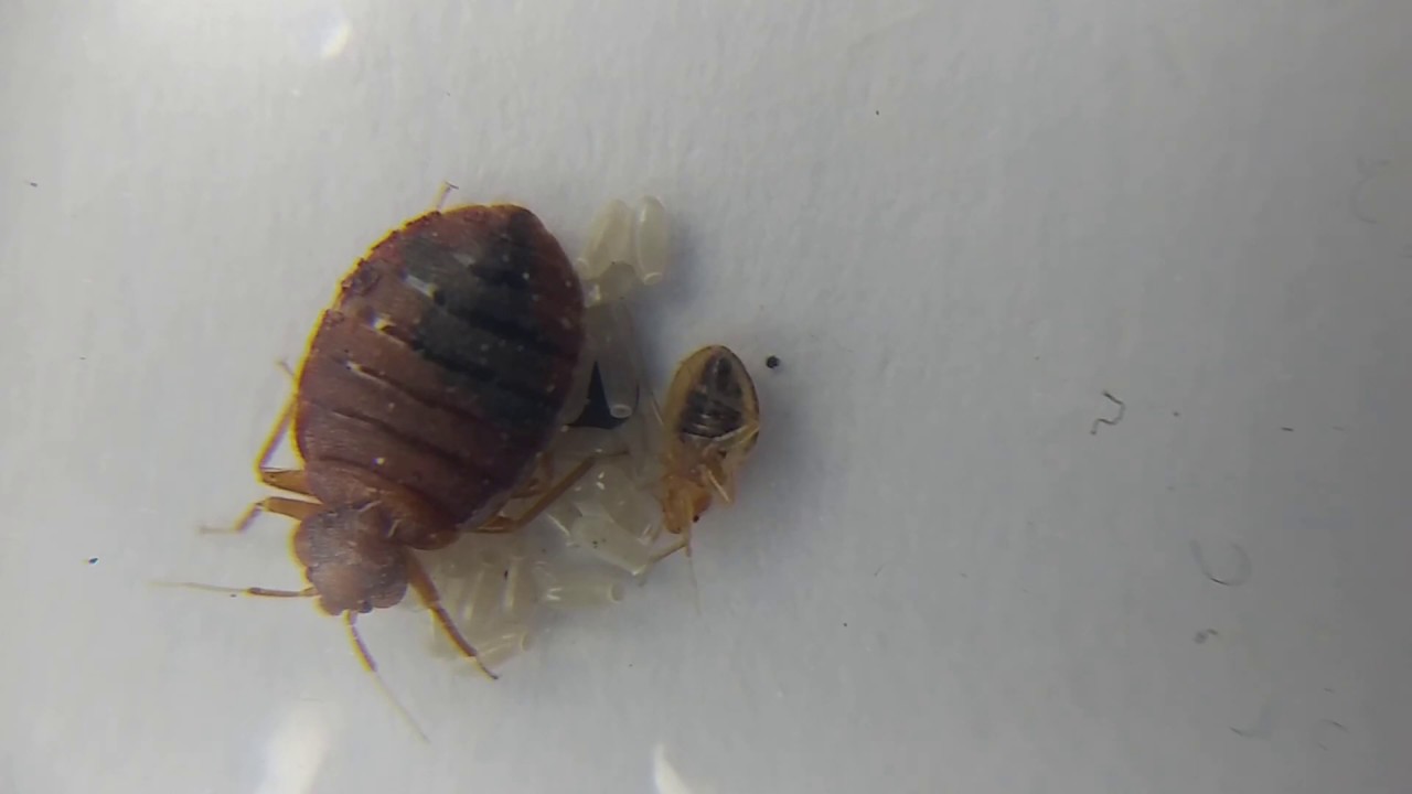 One Week Old Bed Bug Nymphs Recently Hatched Bedbugs Eggs Collected From A Mattress Along With Adult Youtube