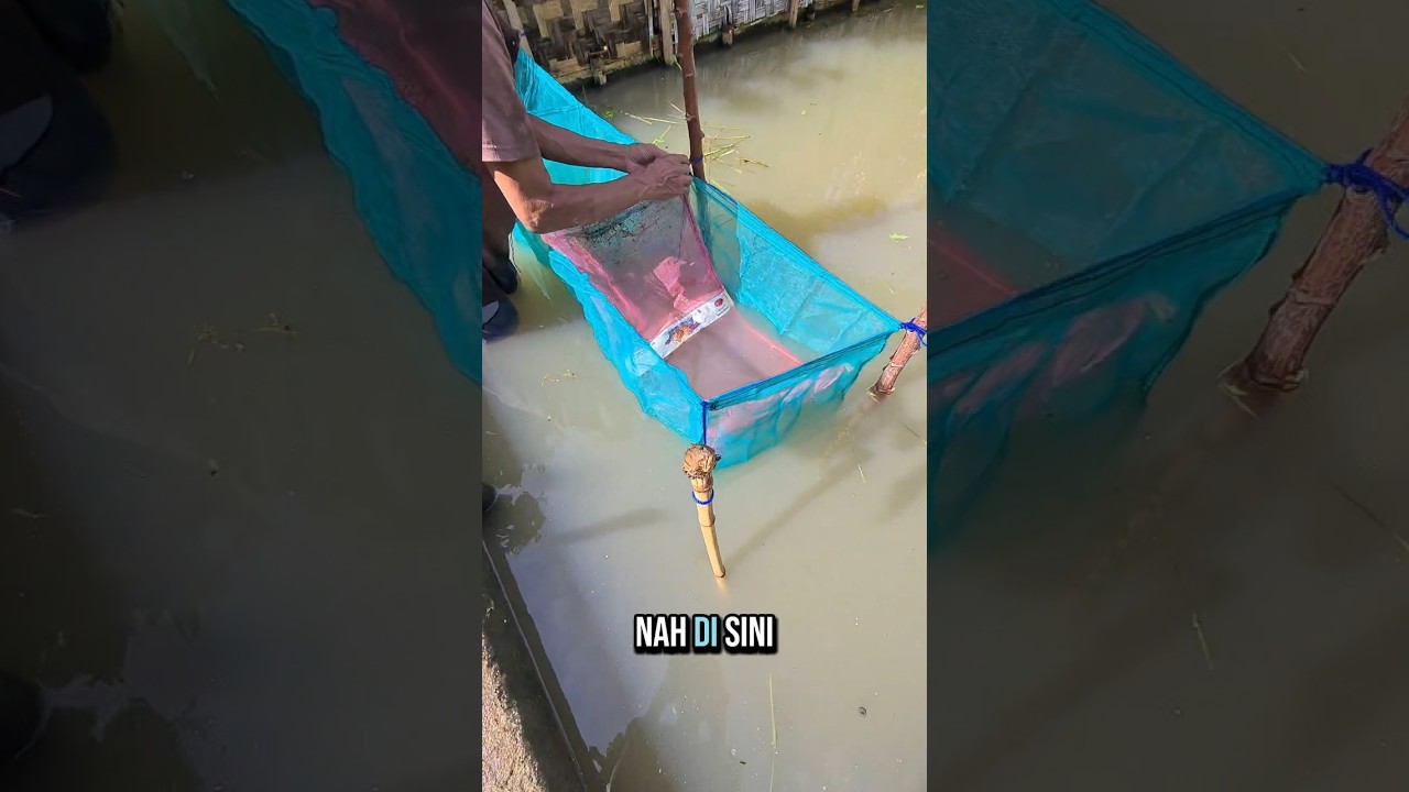 Pemasangan keramba Jaring baru 