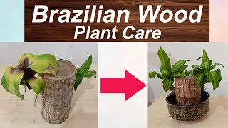 Brazilian wood plant leaves getting yellow? Know the important tricks & how to care for your plant.