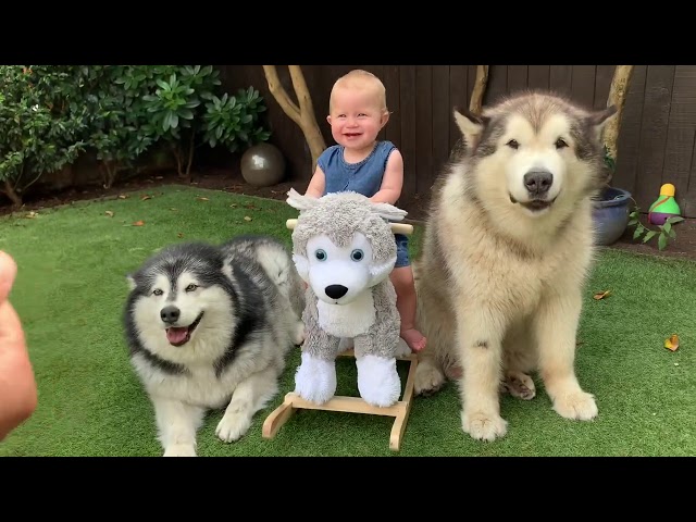 We Got A Husky!! Mia Has A New Furry Friend (Cutest Video Ever!!)