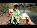 Día de Pesca en Arroyo con Tripas de Pollo ! Pesca y Cocina de Bagres, Palometas, Boguita