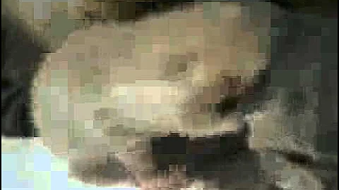 Watch the video about Ziakatz Exotic shorthair Kittens