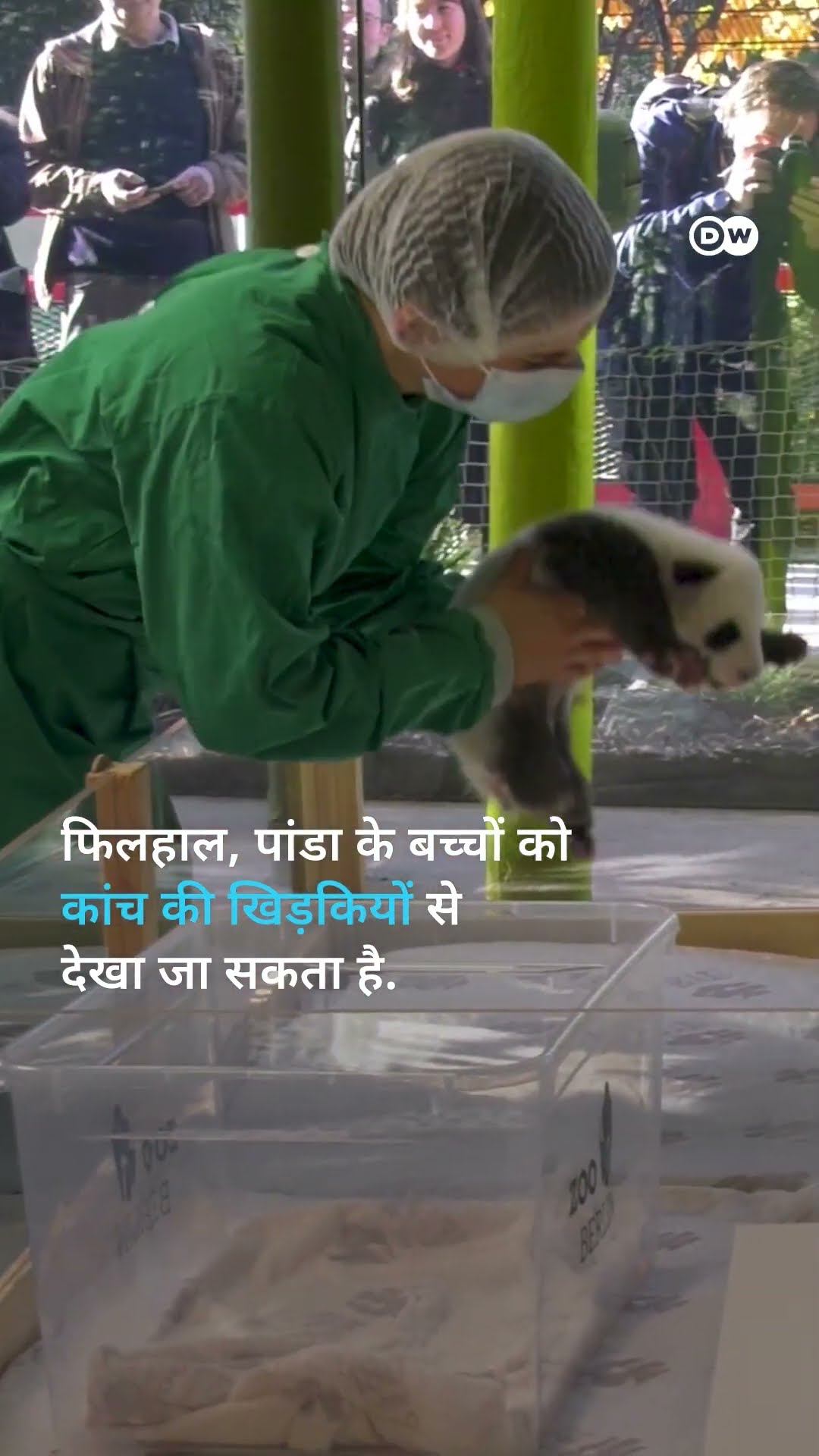 बर्लिन चिड़ियाघर में जन्मे पांडा के जुड़वां बच्चे