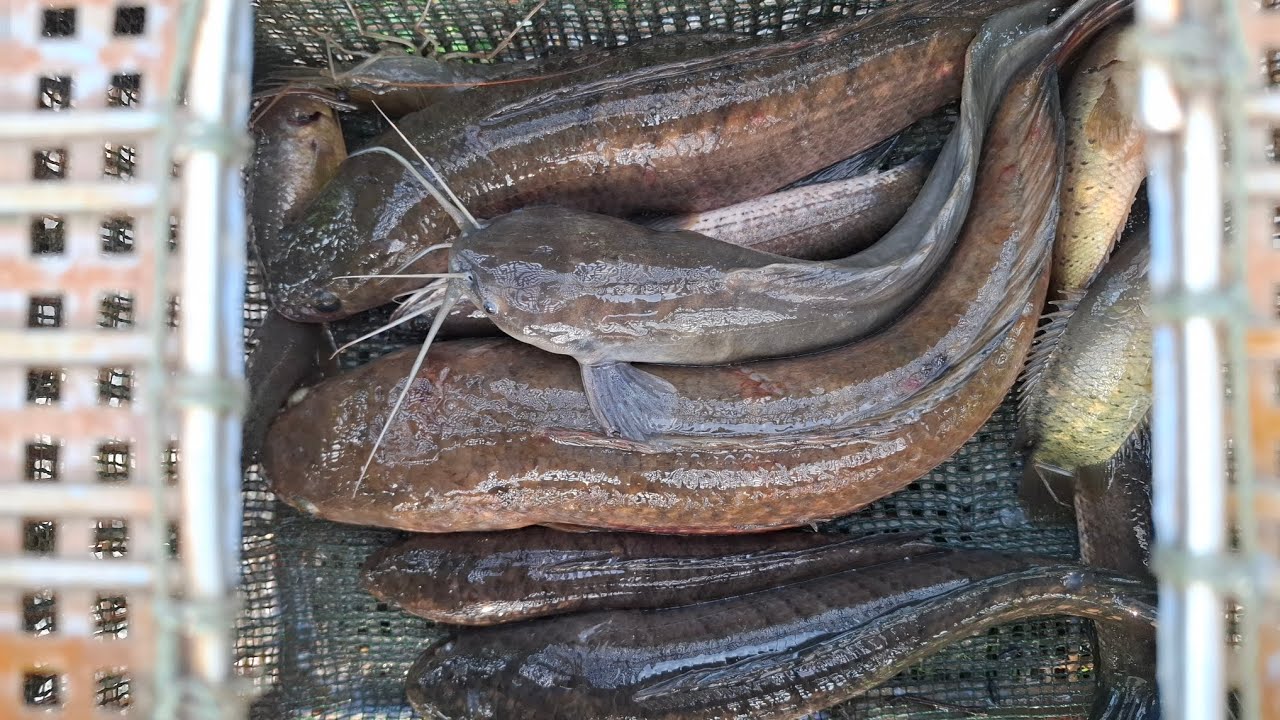 Nay dô mách rồi anh em ơi, trích dính ổ cá lóc rồi, nay chú sáu đi tét cây 14f cho anh Kiên Giang 