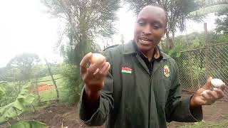 Kari Kenbro And Indigenous Kienyeji Eggs