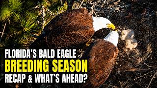 FLORIDA'S BALD EAGLE BREEDING SEASON BEGINNING SOON! 🐣 WHICH NEST ARE YOU MOST LOOKING FORWARD TO?🦅