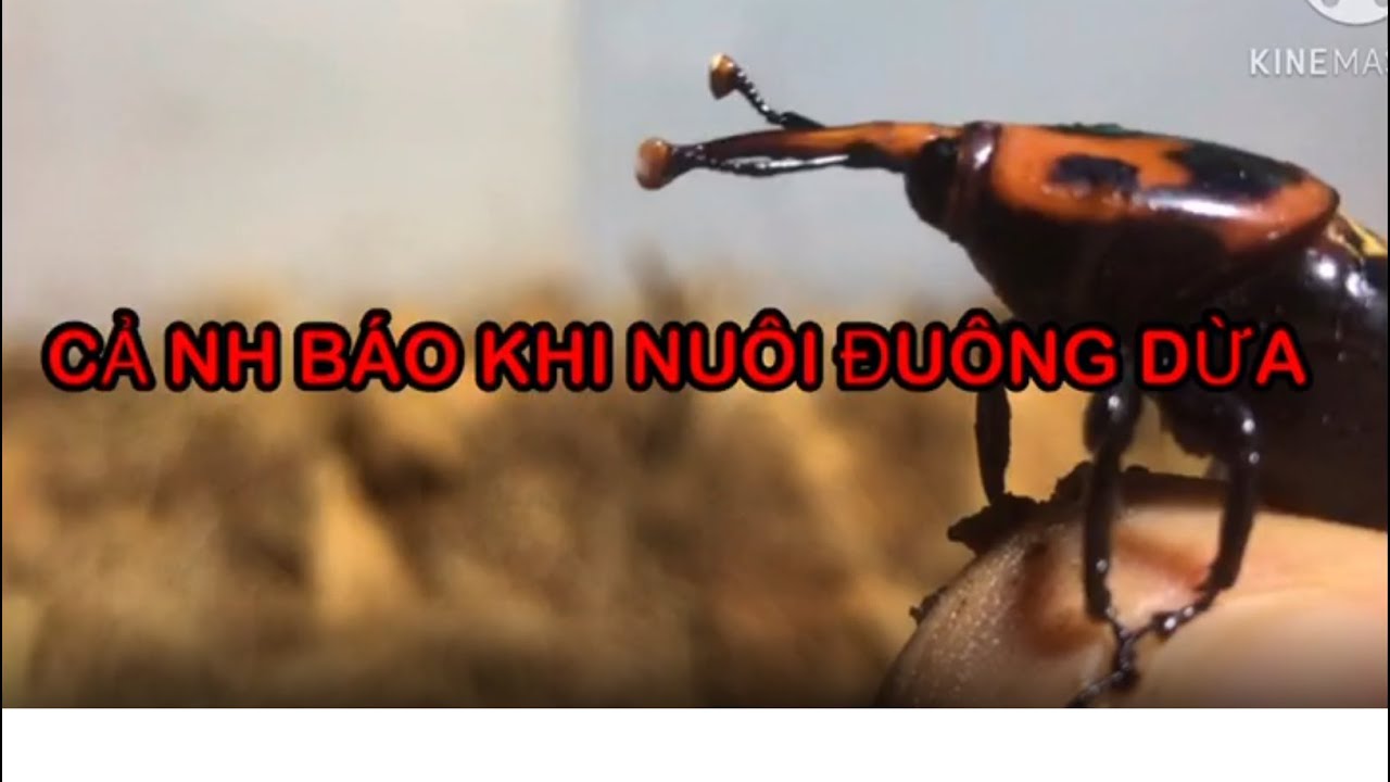 ĐUÔNG DỪA - CẢNH BÁO KHI NUÔI VÀ ĐẦU RA .[ĐUÔNGDỪA3RUN56]#5 CHIA SẺ VÀ GIẢI ĐÁP.