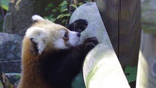 がんばるギン・遠回りキン~赤ちゃんレッサーパンダ