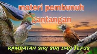Materi pembunuh ❗ rambatan siri siri dan Tepus kepala abu 🔥