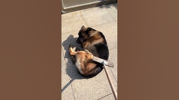 This is the laziest yet most content dog I’ve ever seen.