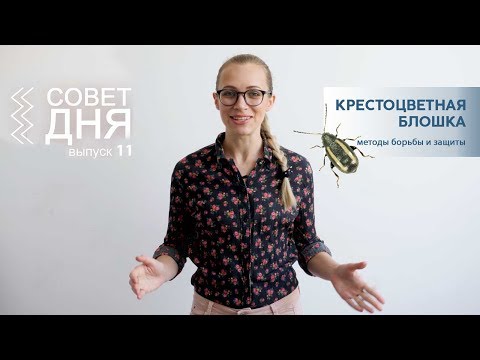 Крестоцветная Блошка | Совет Дня 11 выпуск | Методы борьбы и защиты | Насекомые Вредители