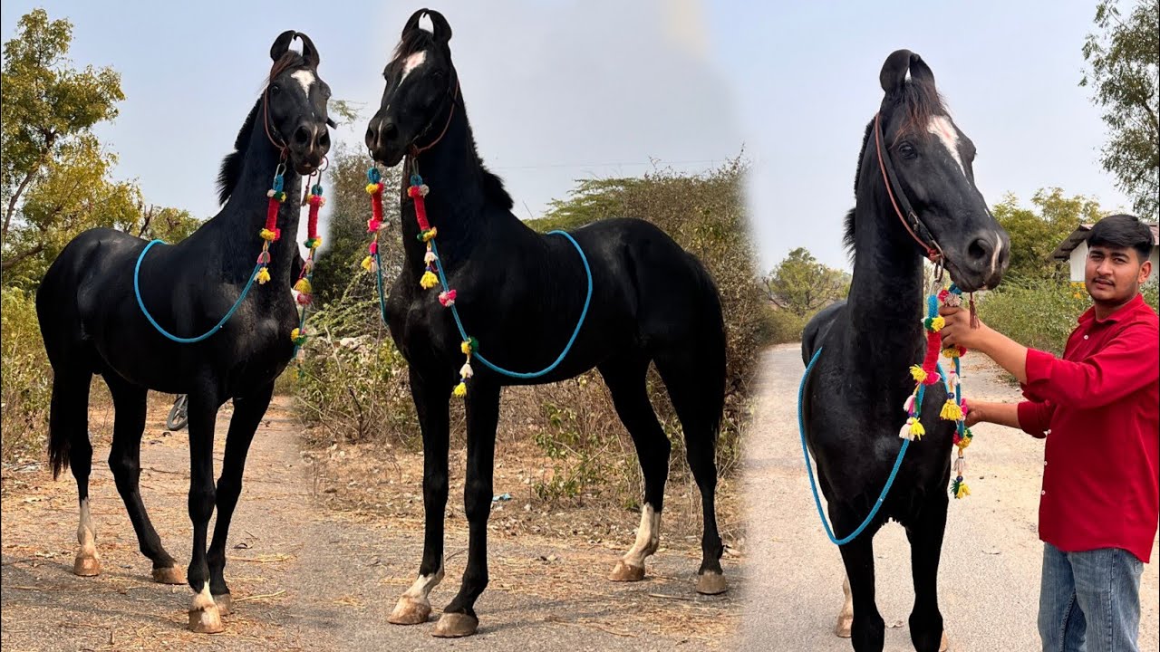 12 साल की उम्र में दादा जी का शौक आगे बढ़ा रहा है! 🐎🔥 || SN HORSE FORM