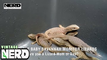 Adorable Baby Savannah Monitor Lizards-Are you a Lizard Mom or Dad?