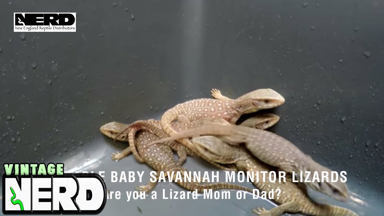 Adorable Baby Savannah Monitor LizardsAre you a Lizard Mom or Dad