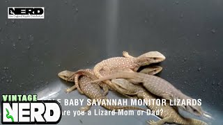 Adorable Baby Savannah Monitor Lizards Are You A Lizard Mom Or Dad Youtube