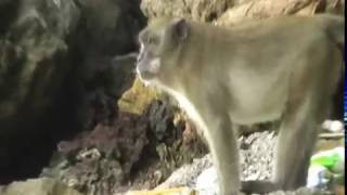 Monkey Beach - Phi Phi Islands, Thailand Watch In Hq