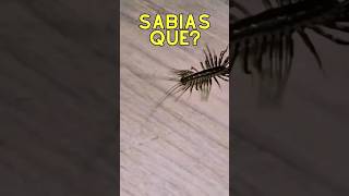 #sabiasque El ciempies doméstico puede habitar en tu hogar #shorts #insectos #animales #ciempies