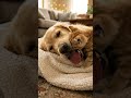 POV : You have a cutie pie #funny #catmoments #satisfying #shorts