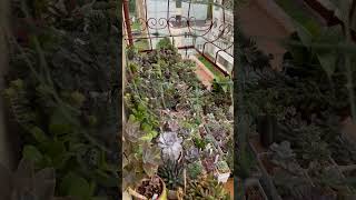 Суккуленты на балконе . Дождь.😳 #garden #houseplant #indoorplant #суккуленты