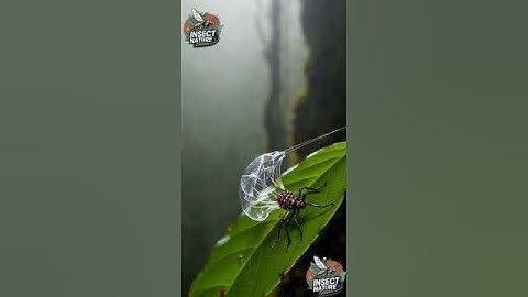 Majestic Insect Glide simple compose