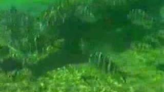 Sesame Street - "I Am a Manatee"