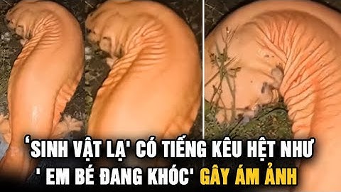 Phát hiện sinh vật kỳ lạ có tiếng kêu hệt như tiếng em bé khóc