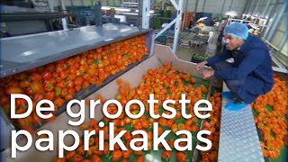 STE - Grootste Paprikakas | Het Klokhuis