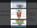 Pharynx Muscles: Anatomy & Innervation Explained Simply! #shorts