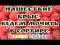 Колесниковы /Нашествие крыс/Будем мочить в сортире //Обзор Влогов //