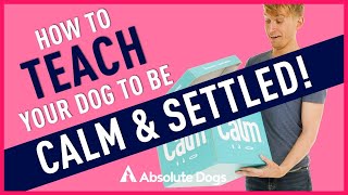 How to Teach Your Dog to be CALM and SETTLED!