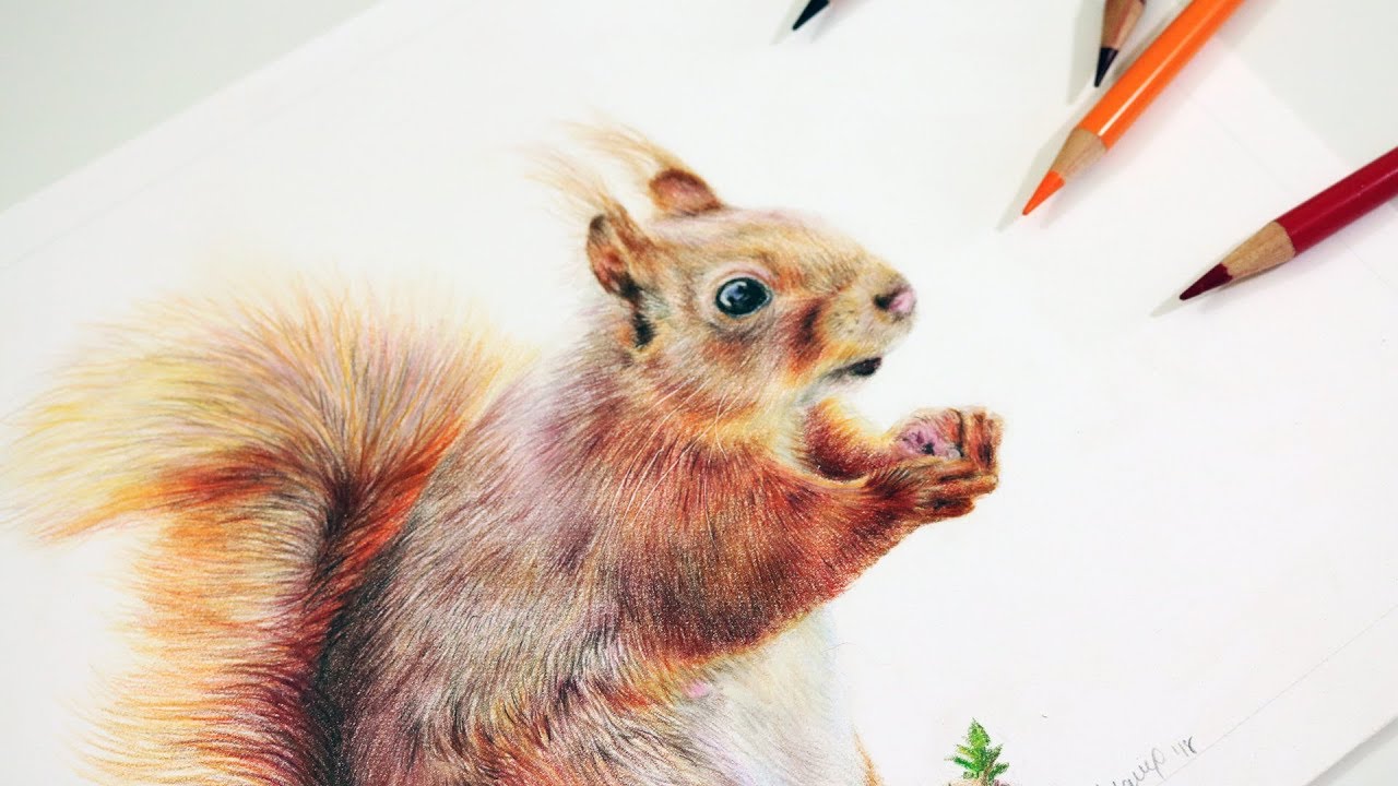 How to Draw a Squirrel with Colored Pencils | Step by Step ...