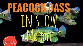peacock bass feeding slow motion