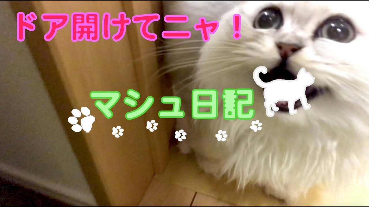 闘病記録まとめ 投薬6週間目 5月6日 5月12日 猫伝染性腹膜炎 Fip マシュの治療費のご支援ご協力のお願いです マシュの飼い主 21 05 30 投稿 クラウドファンディング Readyfor レディーフォー 闘病記録まとめ 投薬6週間目 5月6日 5月12日 猫伝染性腹膜炎 Fip マシュの治療費のご支援ご協力のお願いです マシュの飼い主 21 05 30 投稿 クラウドファンディング Readyfor レディーフォー