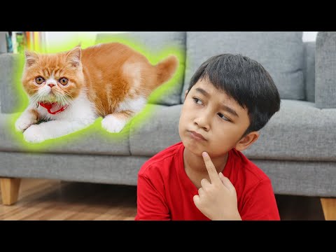 Video: Membeli Anak Kucing