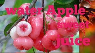 Water Apple juice || jamrul . jam juice recipe|| Rose Apple ||.jambu nerale...