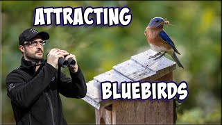 Attract Bluebirds to Your Yard Now!