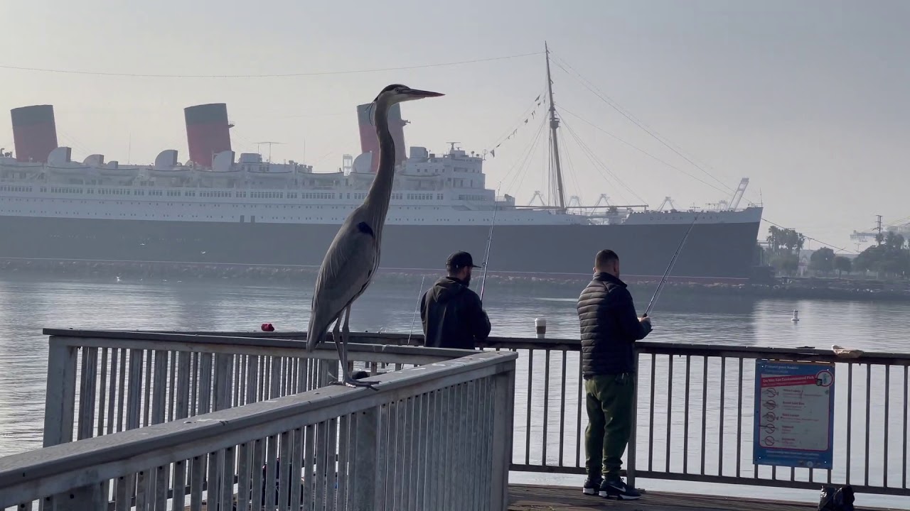 Grey heron swallowed fish