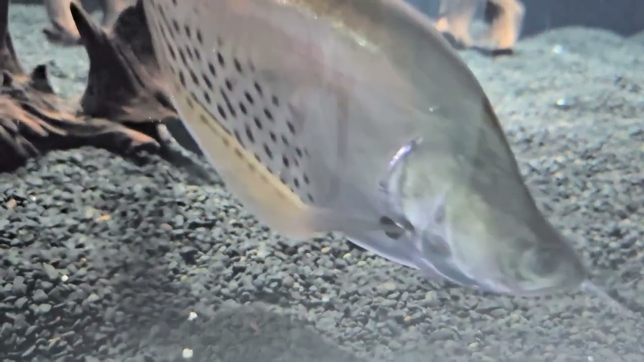 ロイヤルナイフフィッシュ - YouTube