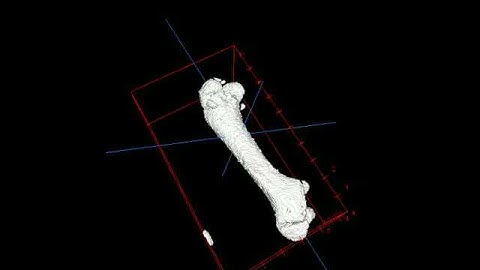 3-D Representation of Wild Type Mouse Femur