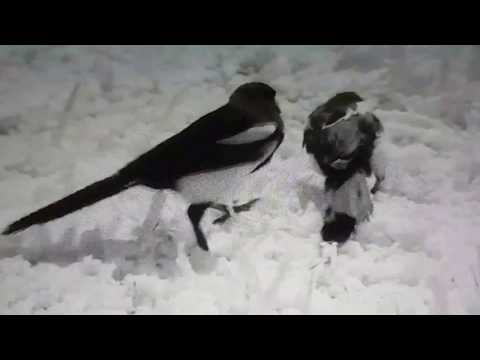 Magpie, the Unthanks  (from the Detectorists)