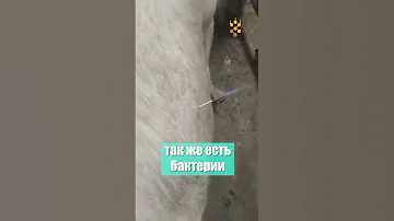 Взрывоопасные коровы