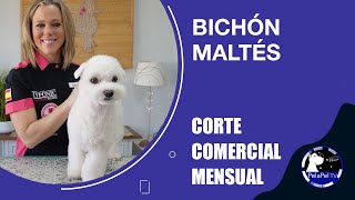 Cómo cortar el pelo a un perro. PELUQUERÍA CANINA corte de mantenimiento de MALTÉS, LIDIA LOPÉZ