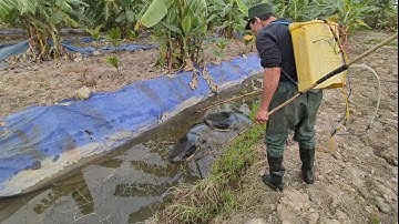 kích cá hai ông cháu đánh cá trúng ổ cá trê khủng ẩn nấp lâu năm trong rau muống